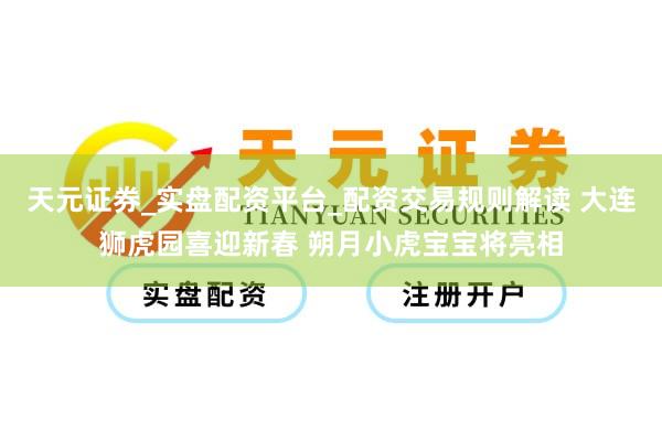 天元证券_实盘配资平台_配资交易规则解读 大连狮虎园喜迎新春 朔月小虎宝宝将亮相